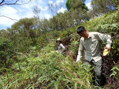 Ms Ying LUO and Mr Chase Liu Wei WANG from the Insect Biodiversity and Biogeography Laboratory resampling ants in a shrubland in 2010s. Photo credit: Insect Biodiversity and Biogeography Laboratory.